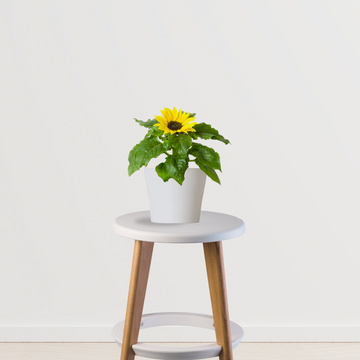 Sunflower plant for pots and fields